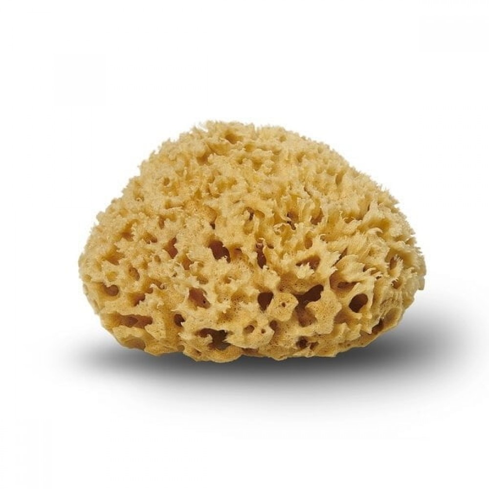 Cocoonhoneycombsvamp1011cm-01