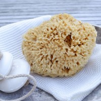 Cocoon - honeycomb svamp - 10-11 cm.